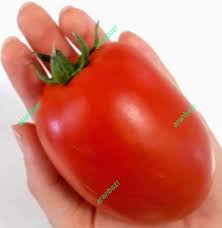 بذر گوجه فرنگی لیون