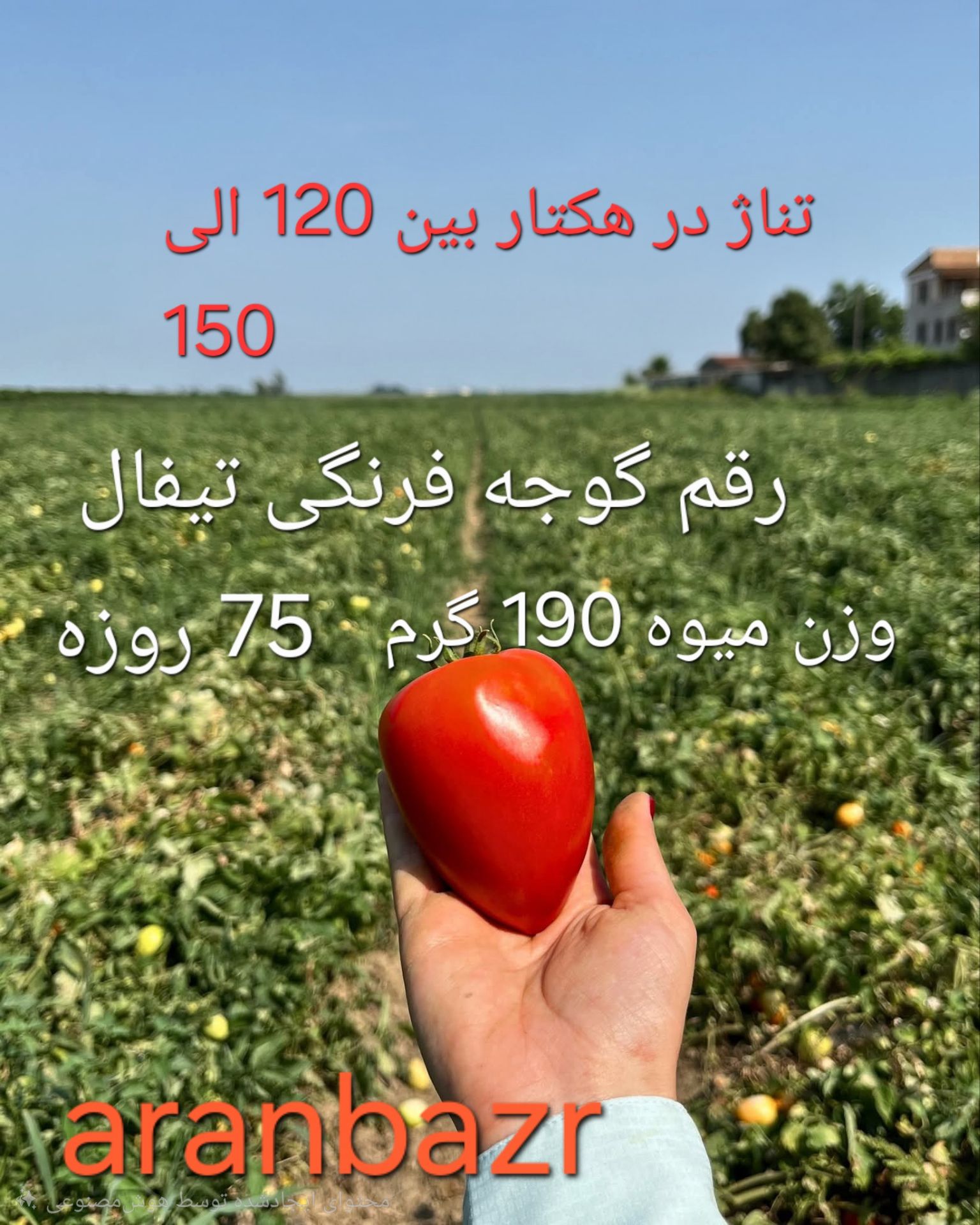 تناژ گوجه فرنگی تیفال در هکتار چقدر است