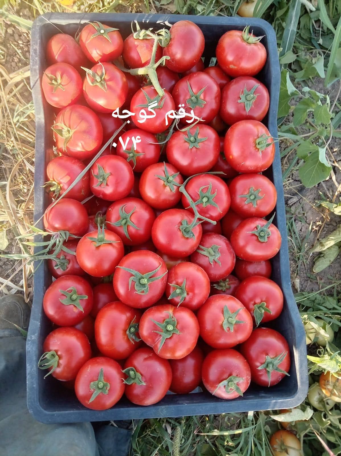 بیماری گوجه فرنگی و کمبود گیاه