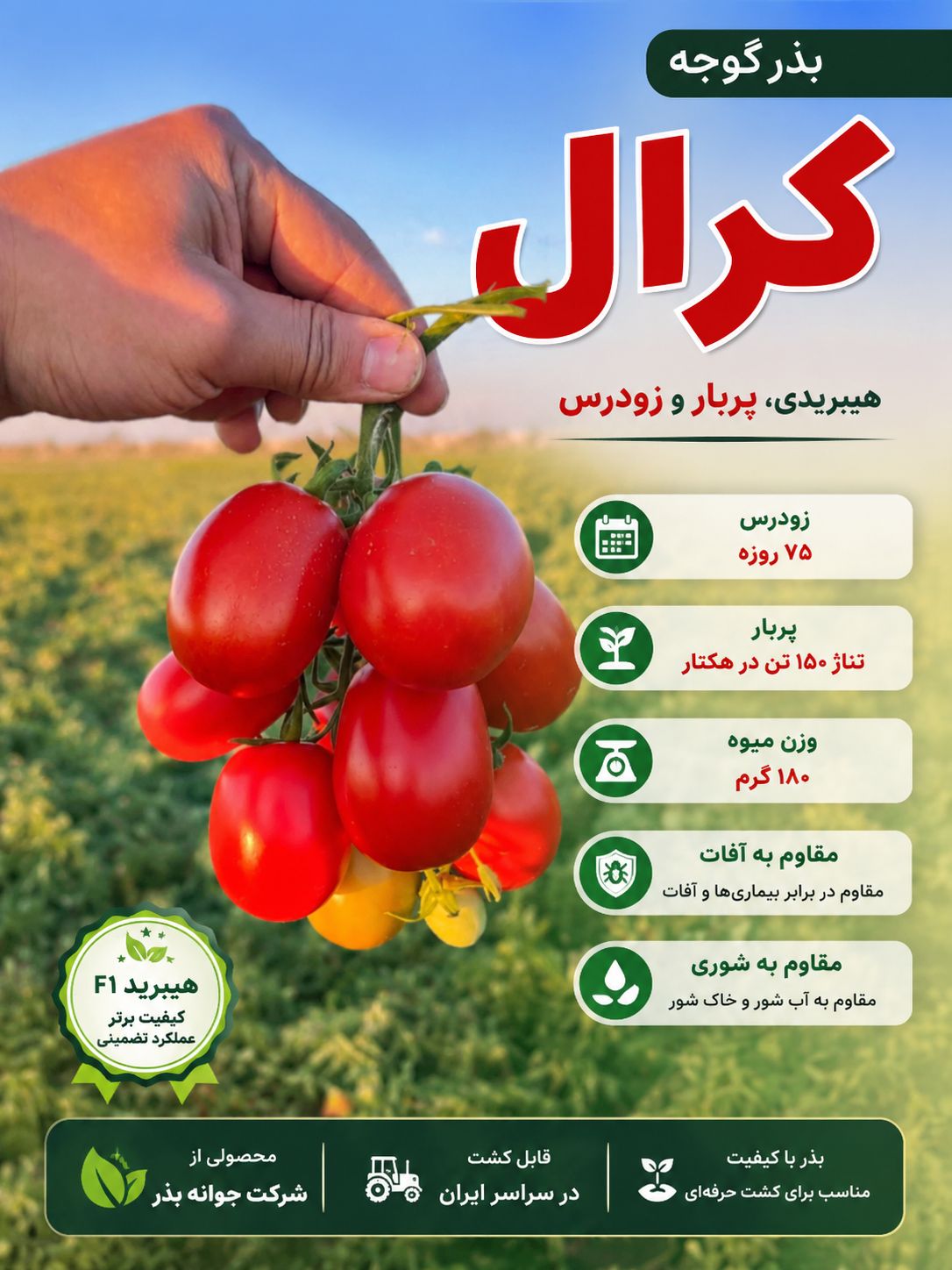 بذر گوجه فرنگی زودرس و پربار کرال