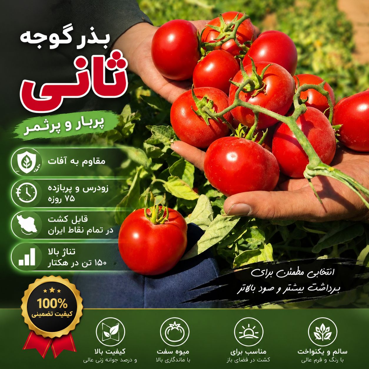 پربارترین بذر گوجه گرد ثانی
