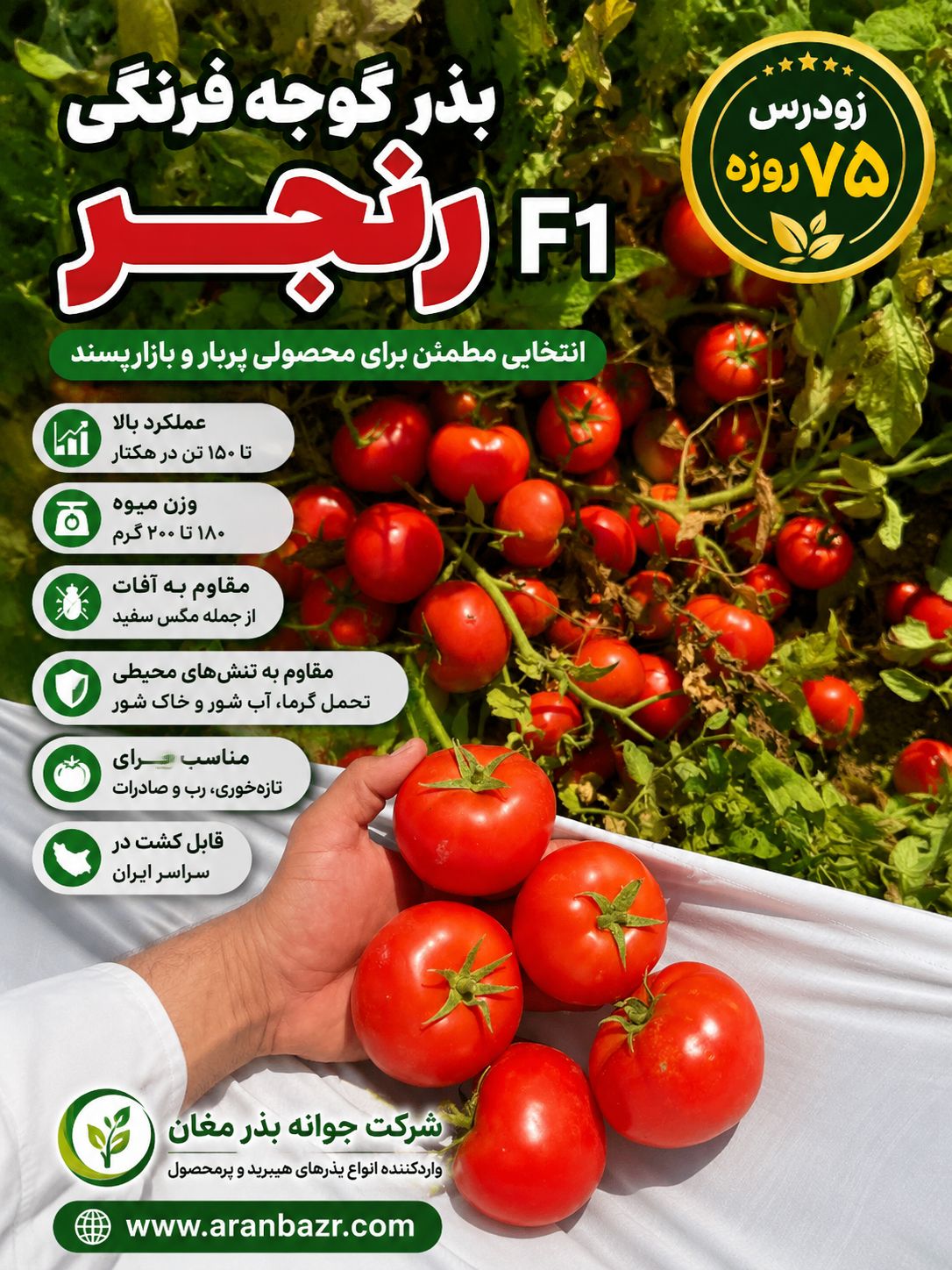 پربارترین بذر گوجه رنجر