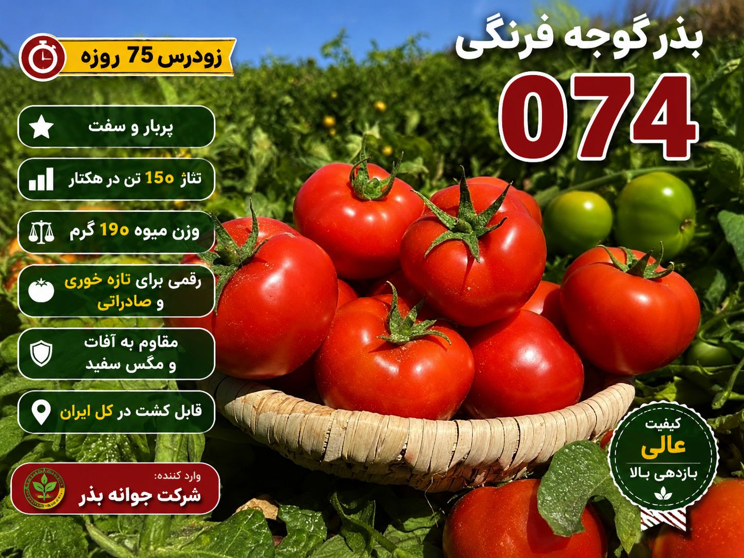 بذر گوجه ۰۷۴
