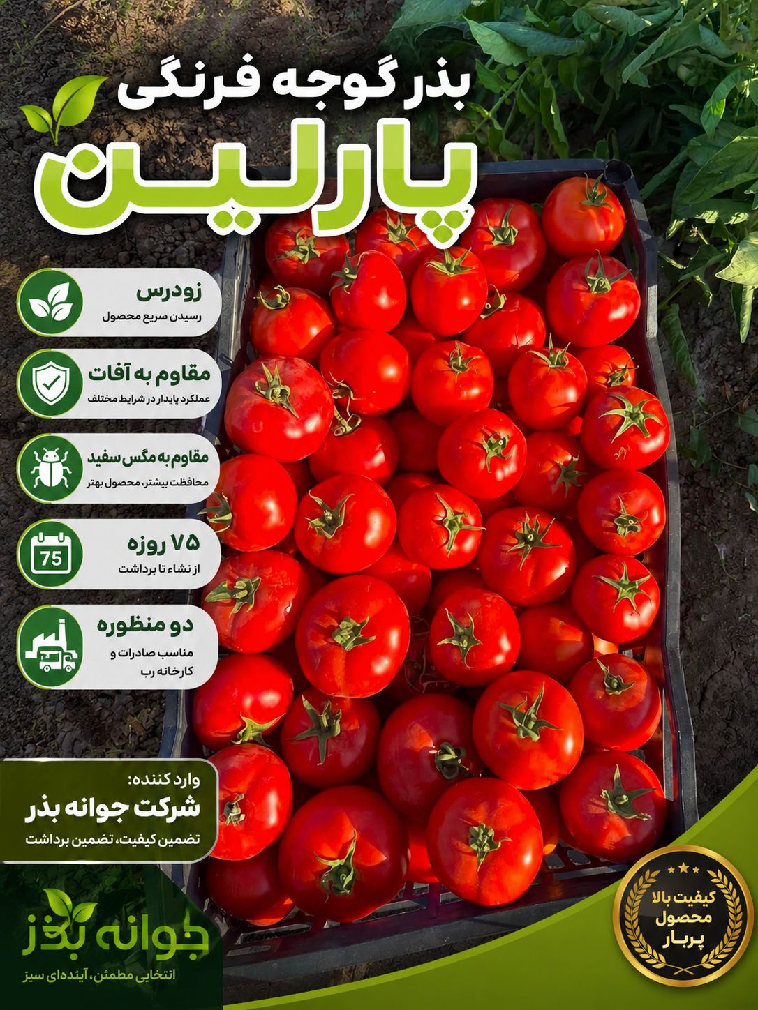 بذر گوجه مناسب کشت بهاره