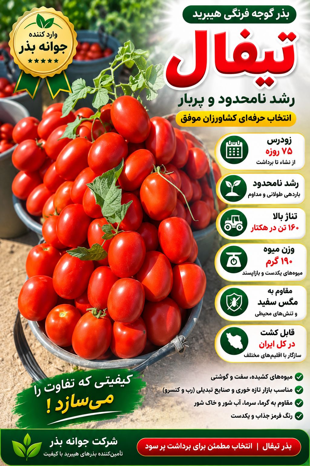 تناژ گوجه فرنگی تیفال در هکتار چقدر است